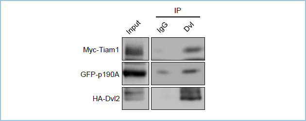 Dvl2Tiam1Ap190RhoGAP-Ǎ̕`