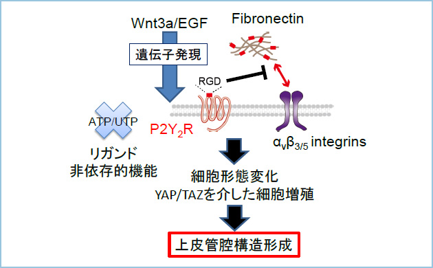 P2Y2RWnt3a/EGFˑIǍo`̐@\